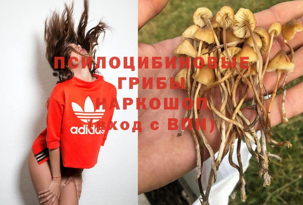 прущие грибы Верхний Тагил